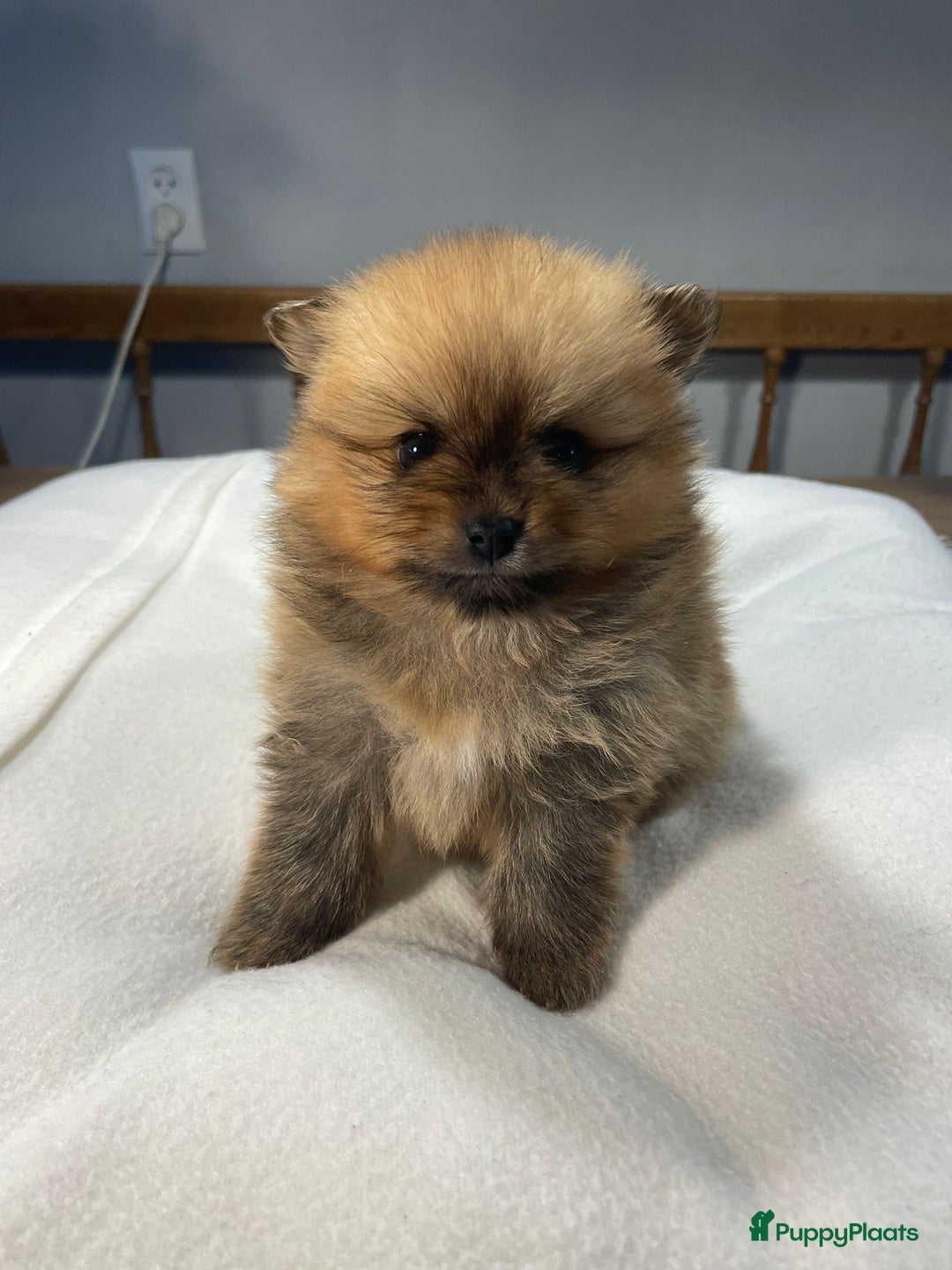 Pomeriaan honden te koop: 3 schattige Pomeriaan pups orange sable 5 wk - Advertentie 13