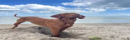 Vizsla korthaar honden te koop: Kortharige Hongaarse Vizsla-pups - Advertentie 15