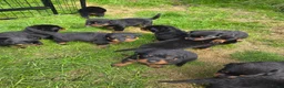 Rottweiler honden te koop: Prachtig mooie Rotweiler pups te koop! - Advertentie 21