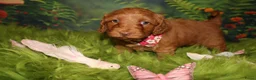 Australian Labradoodle honden te koop: 1 teefje en 3 reutjes Australian labradoodle pups - Advertentie 16