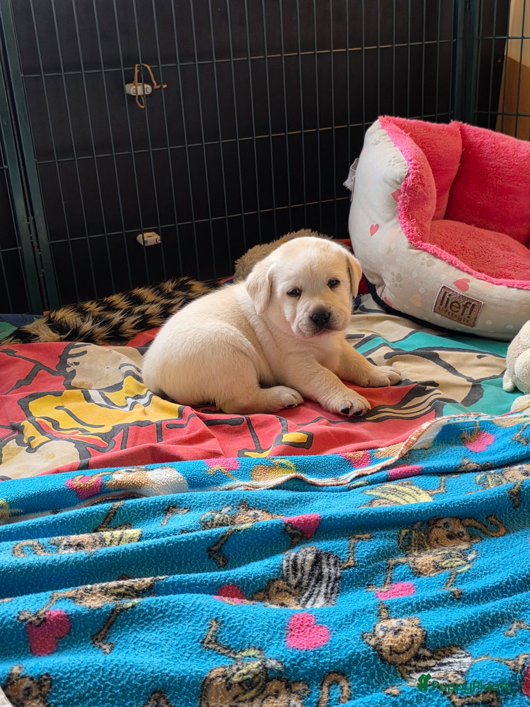 Labrador Retriever honden te koop: Prachtige blonde pups - Advertentie 6