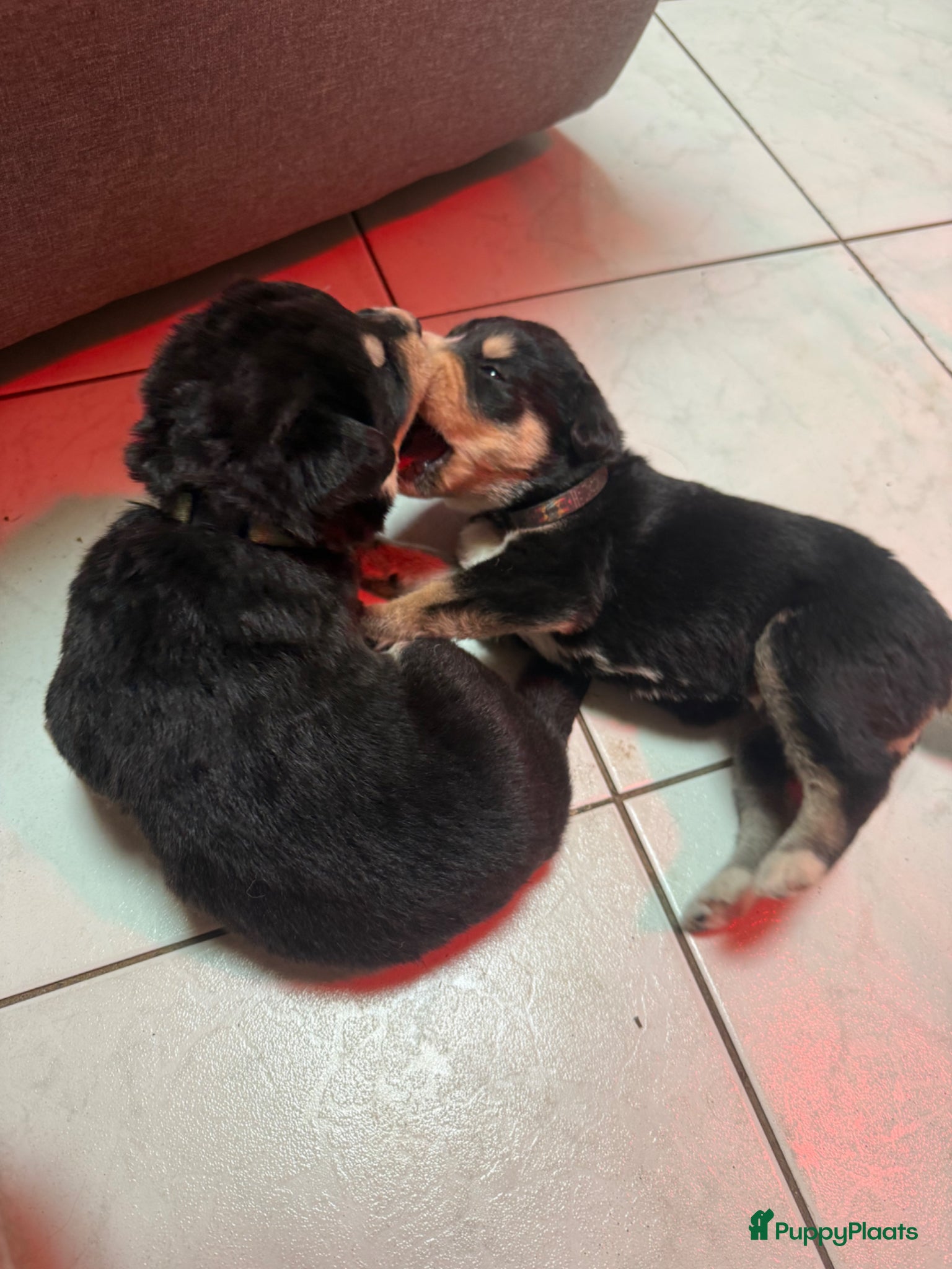 Kruising honden Lieve schatjes bernsky’s - Advertentie 9