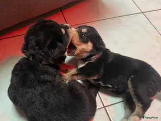 Kruising honden Lieve schatjes bernsky’s - Advertentie 9