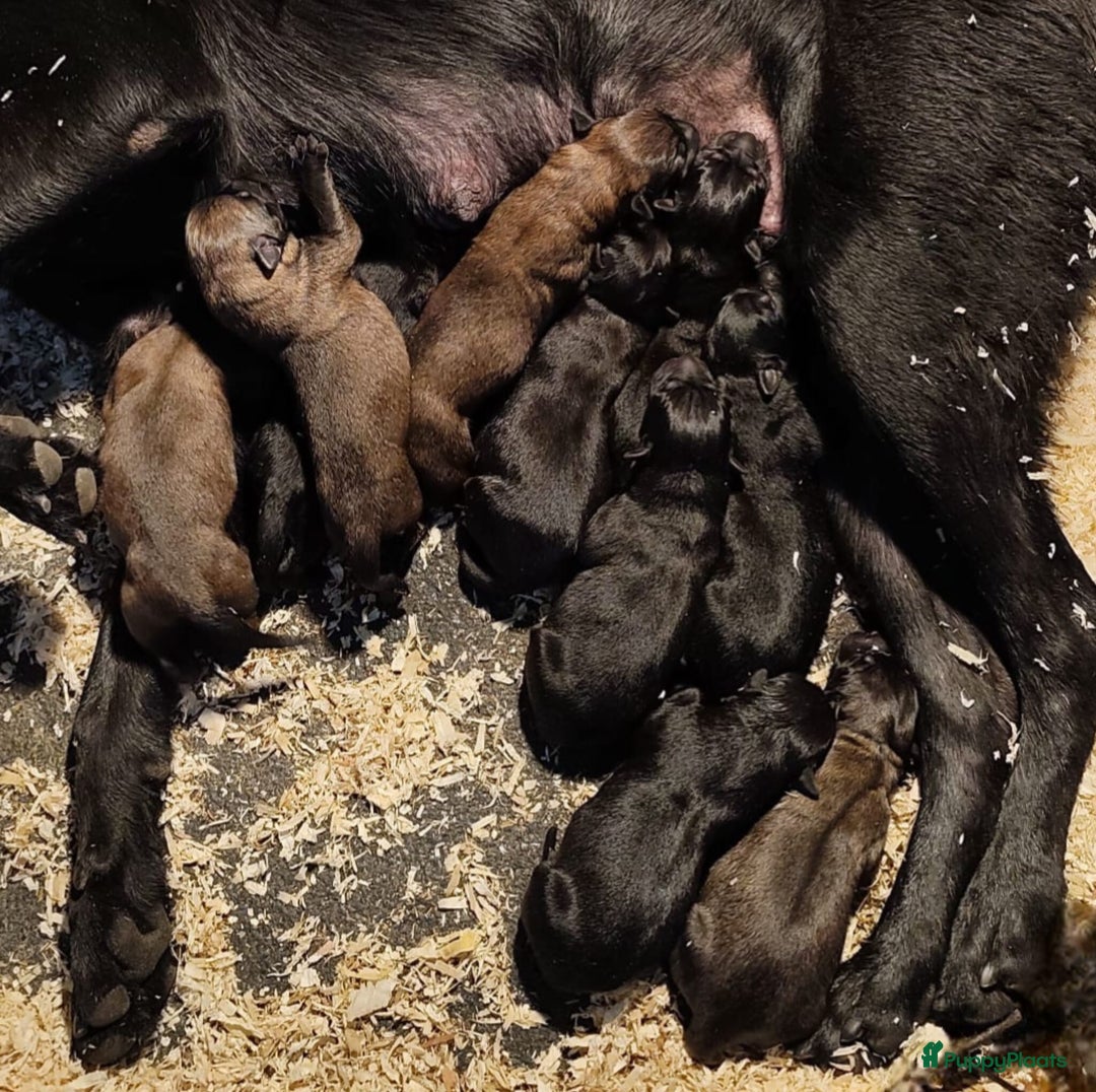 Mechelse Herder honden te koop: Mechelse herder pups mogen het nest verlaten  - Advertentie 3