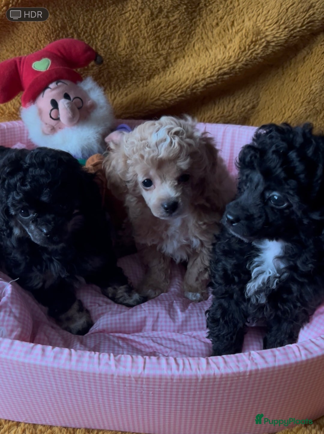 Poedel Toy honden te koop: Toy poedels  - Advertentie 6