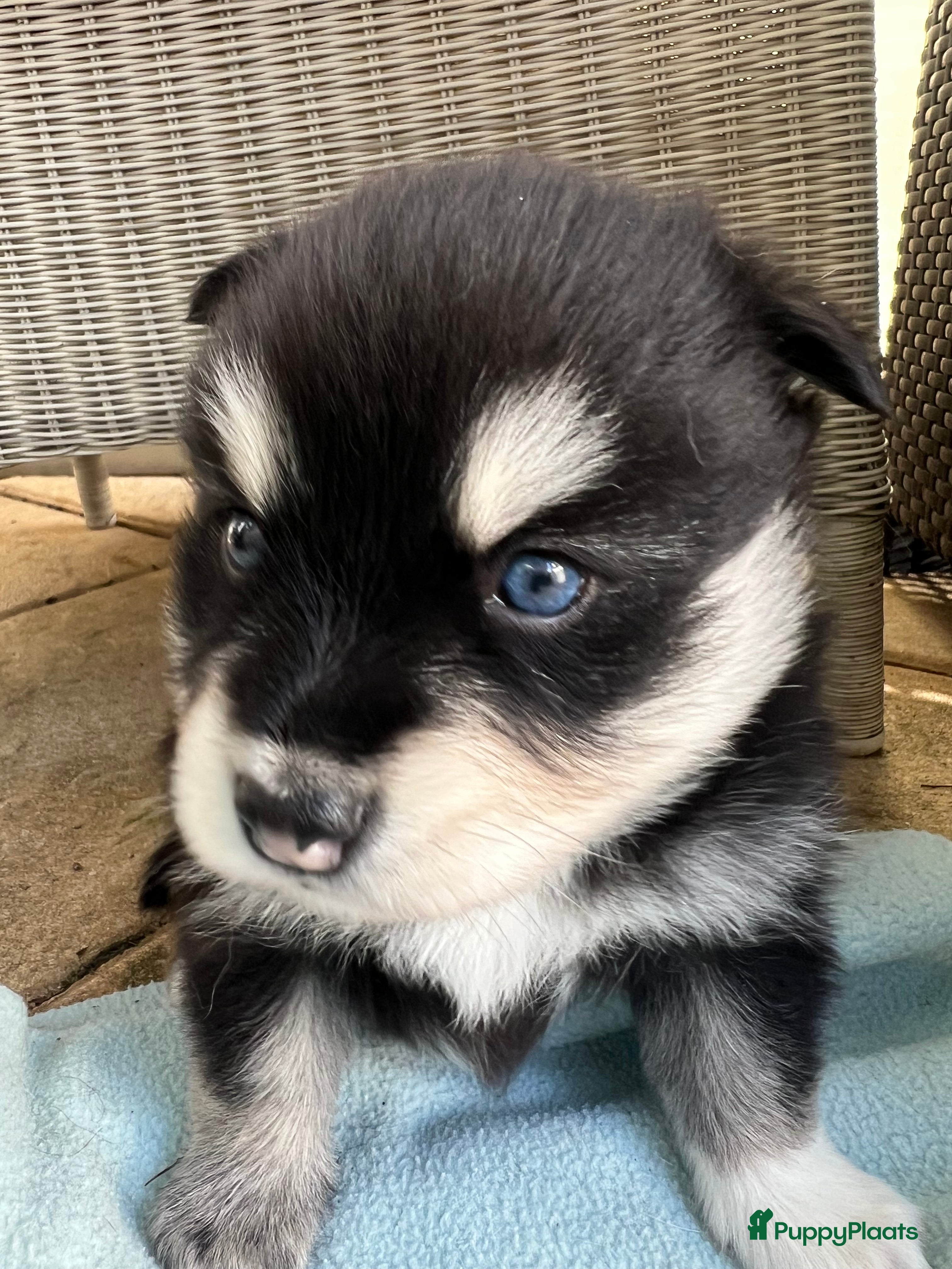 Pomsky honden Pomsky pups met blauwe ogen  - Advertentie 1