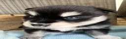 Pomsky honden te koop: Pomsky pups met blauwe ogen  - Advertentie 1