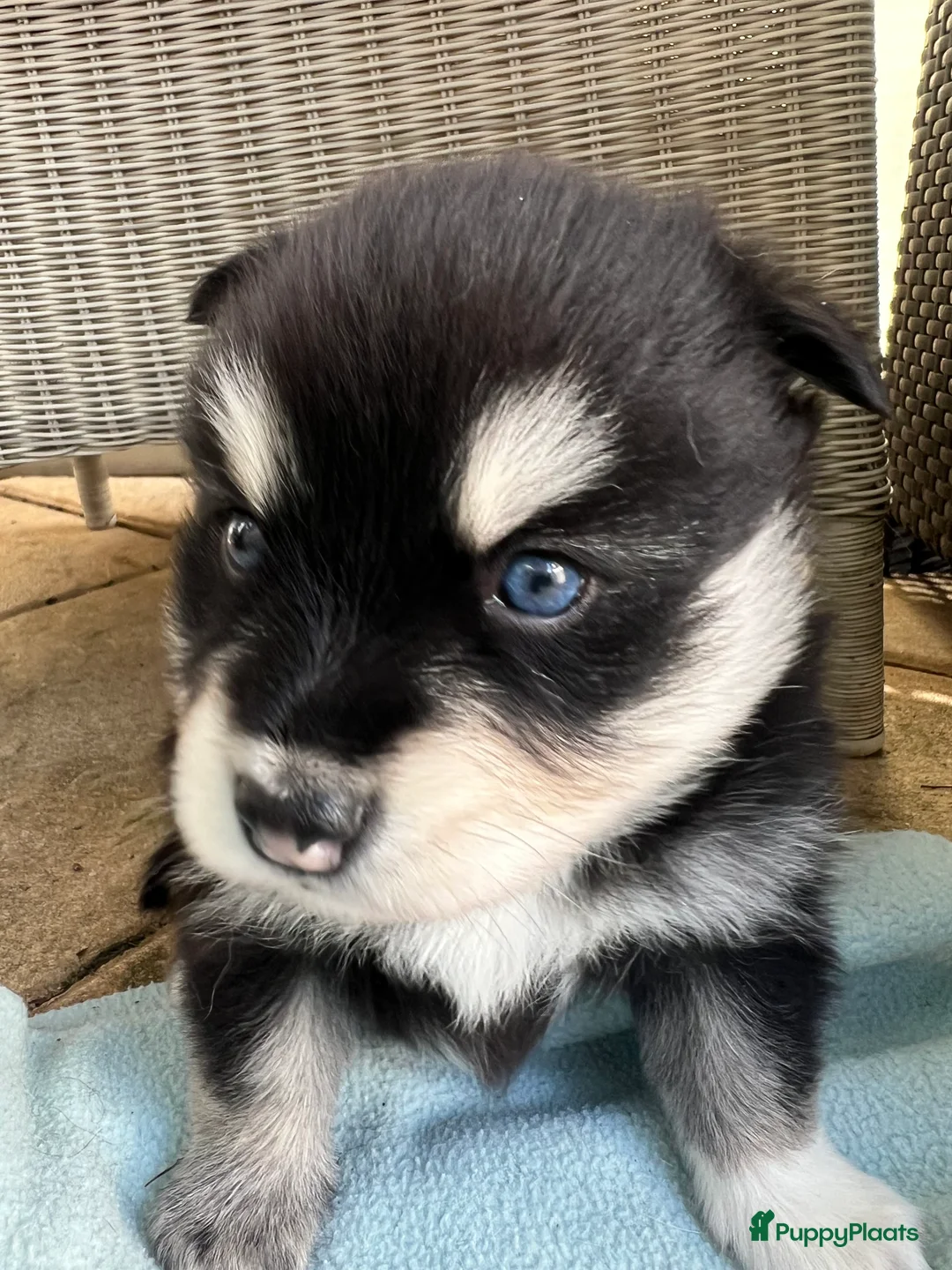 Pomsky honden te koop: Pomsky pups met blauwe ogen  - Advertentie 1