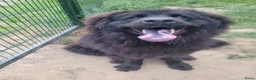 Newfoundlander honden te koop: New foundlander teef  - Advertentie 1