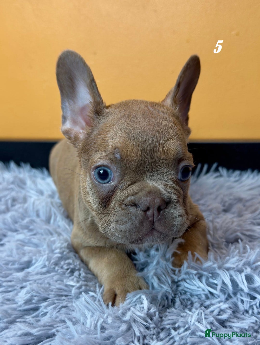 Franse Bulldog honden te koop: Franse bulldog pups - Advertentie 14