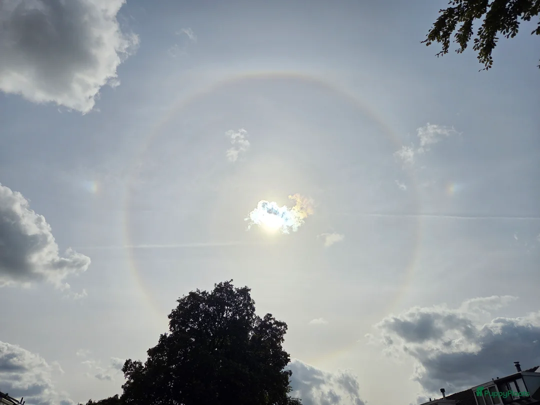 Galerij afbeelding {{count}}