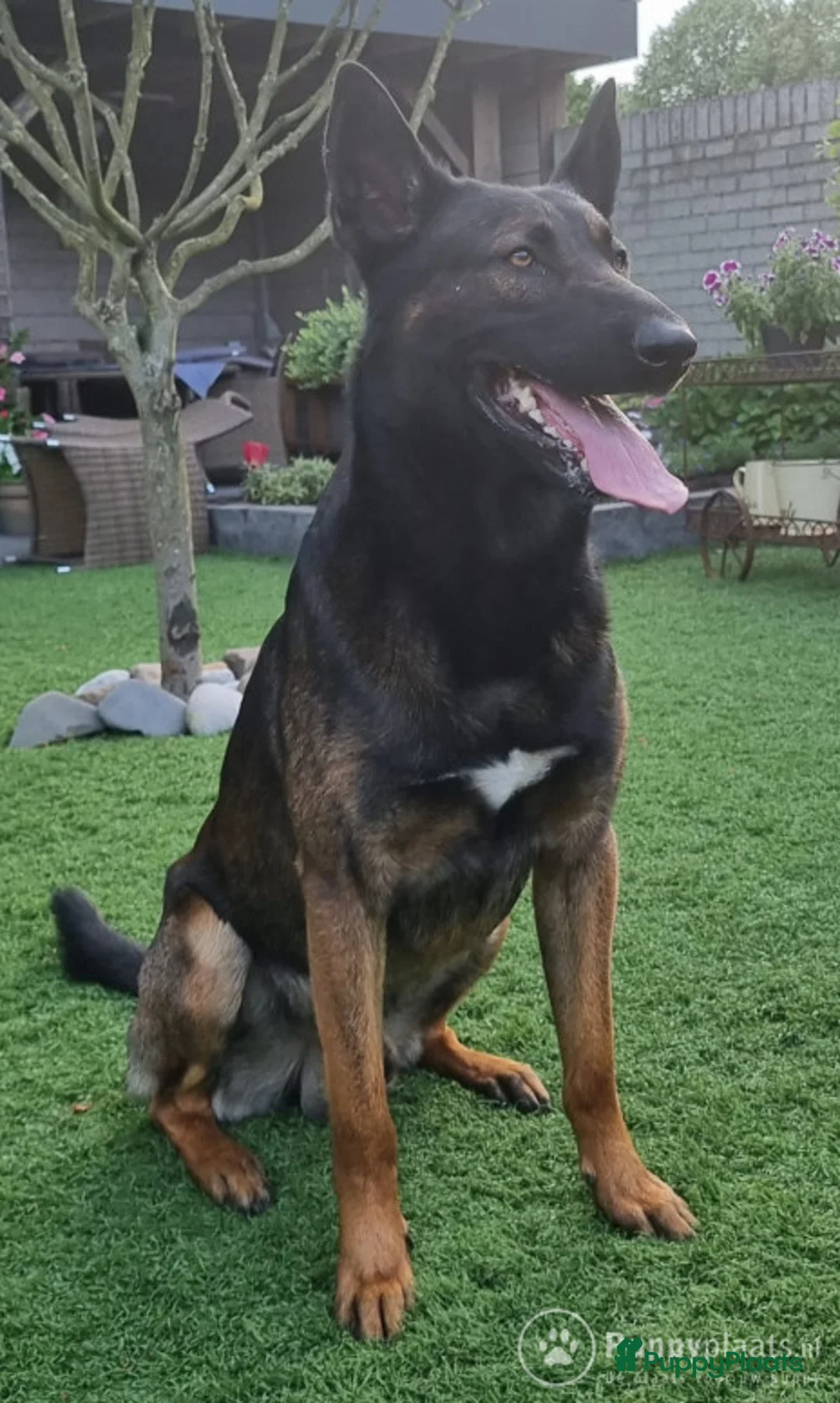 Mechelse Herder honden ter dekking: Max dekreu in Tiel - Advertentie 4