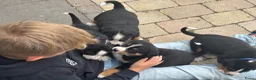 Appenzeller Sennenhond honden te koop: Lieve puppy’s  in Kruiningen - Advertentie 9