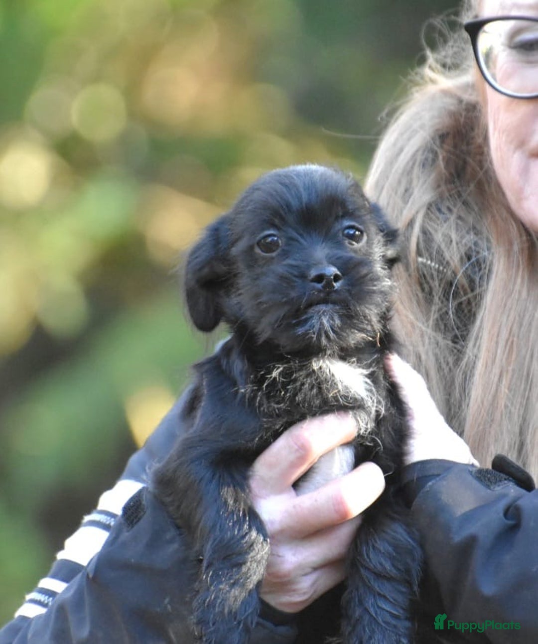 Boomer honden te koop: Super leuke zeer vrije Boomer pups - Advertentie 19