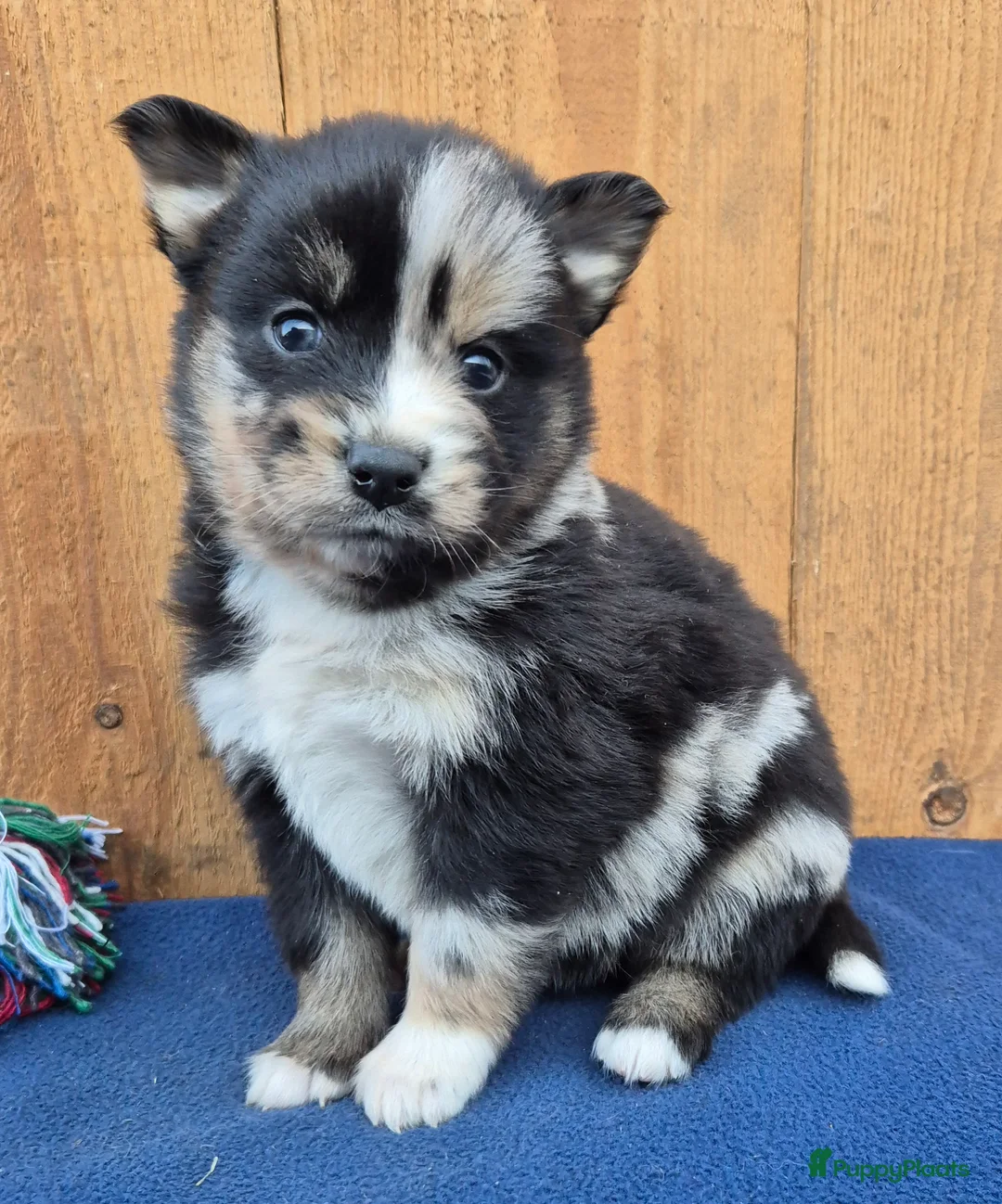 Kruising honden te koop: Australian shepherd x Pomsky (mini-aussie) - Advertentie 5