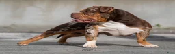 Amerikaanse Bully honden ter dekking: American Bully pocket dekreu  - Advertentie 6