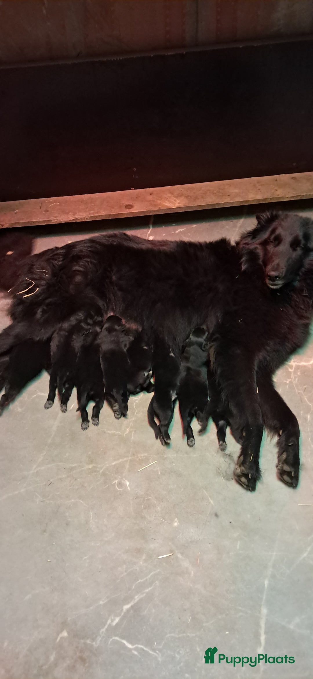 Groenendaeler honden te koop: Groenendaeler pups te koop - Advertentie 7