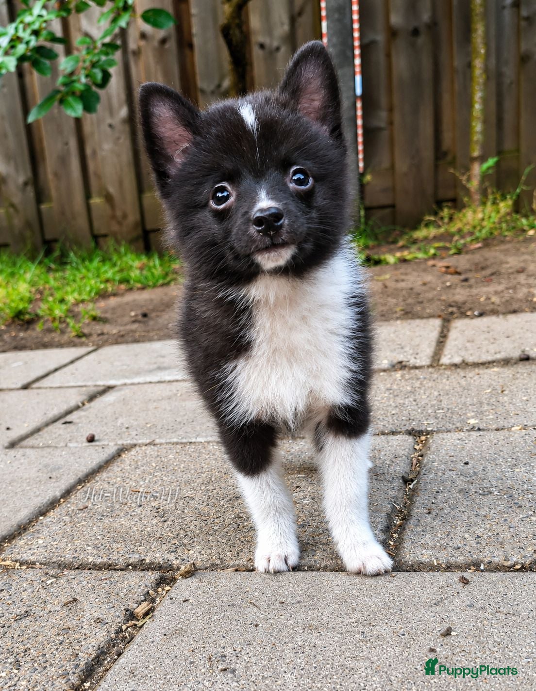 Pomsky honden Futs 💙 F1b pomsky reu - Advertentie 1