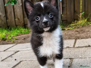 Pomsky honden Futs 💙 F1b pomsky reu - Advertentie 1