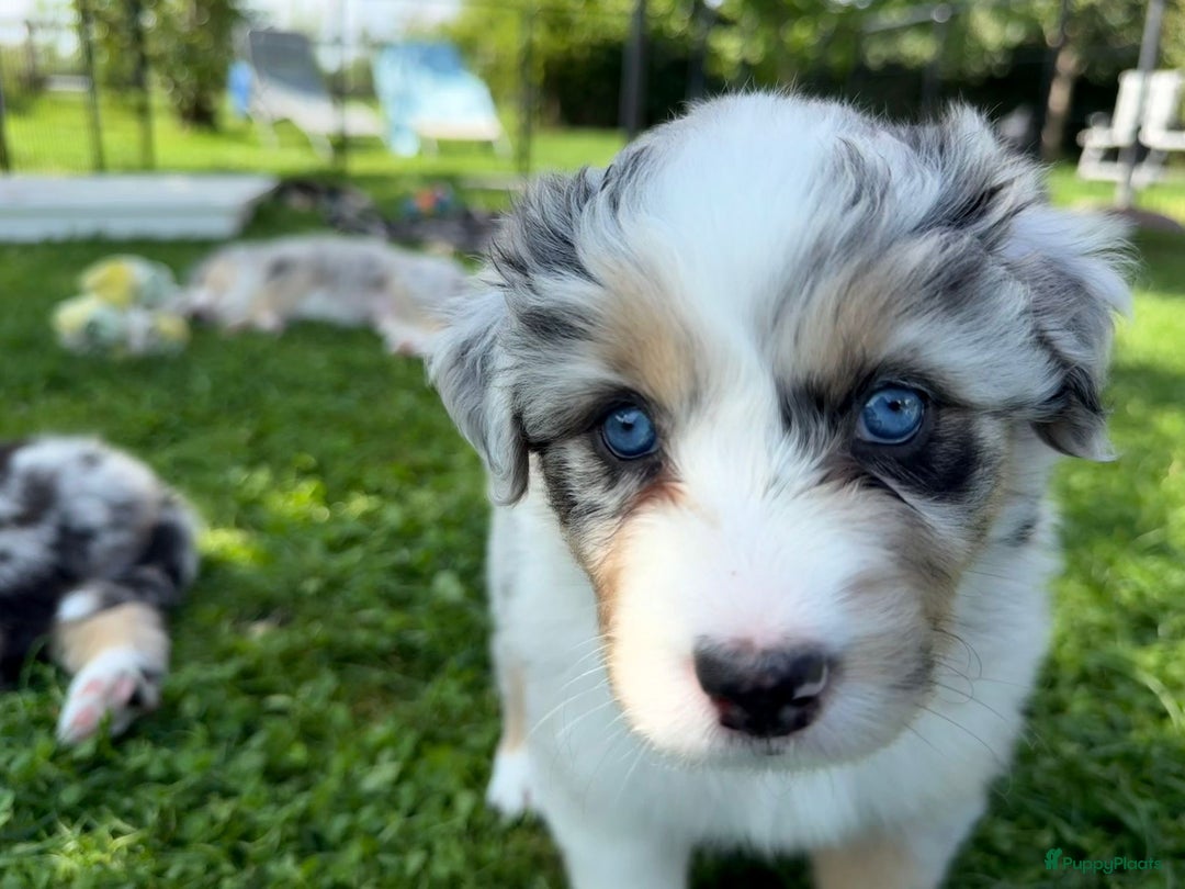 Australian Shepherd honden te koop: Prachtige pups Australian shepherd X Pomsky  - Afbeelding 18