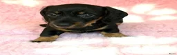 Ruwhaar Teckel honden te koop: Ruwhaar dwerg teckel pups met stamboom - Advertentie 9