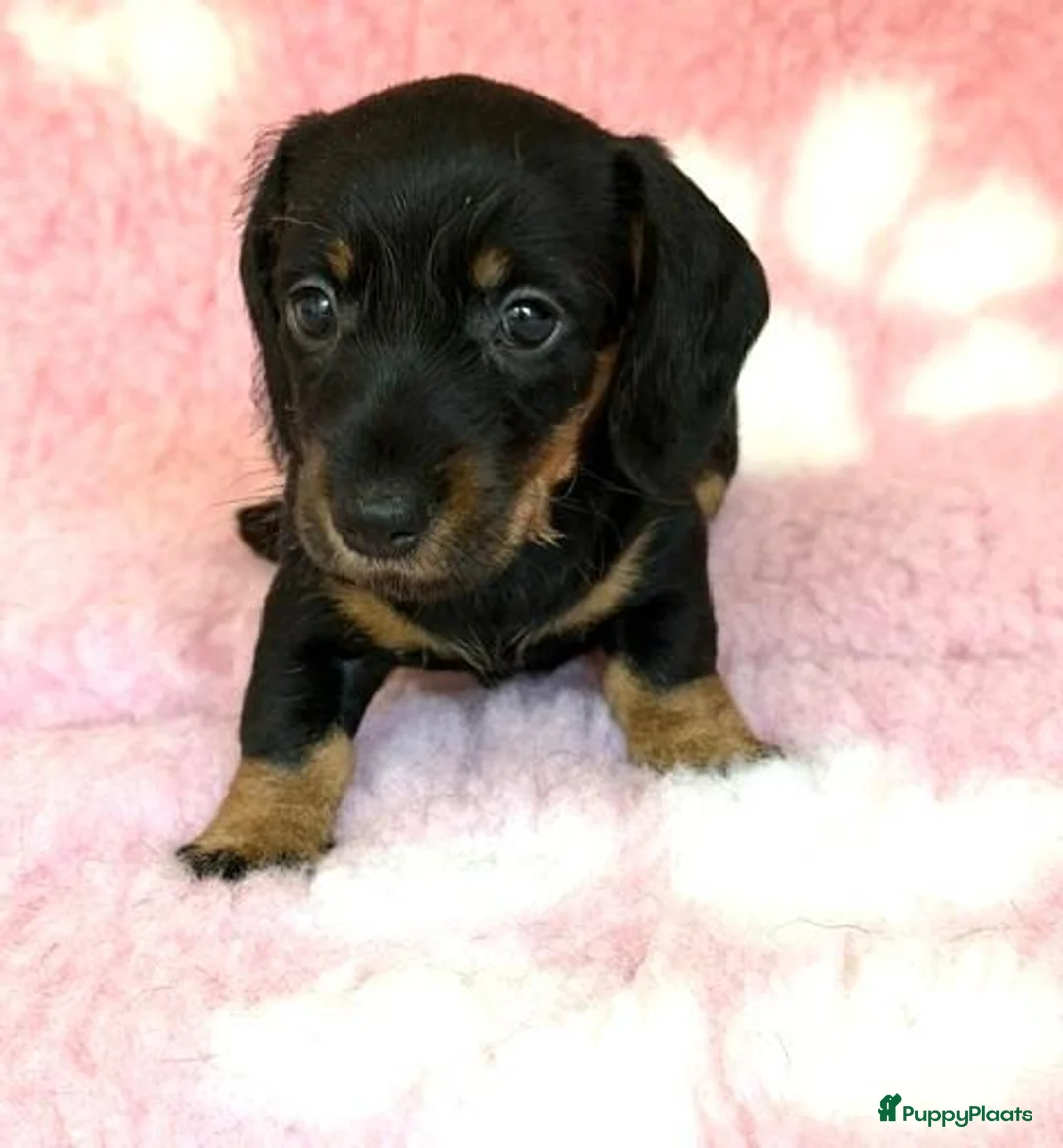 Ruwhaar Teckel honden te koop: Ruwhaar dwerg teckel pups met stamboom - Advertentie 9