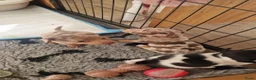 Jack Russel Terriër honden te koop: Mini merle jackrussels in Zwartewaal - Advertentie 21