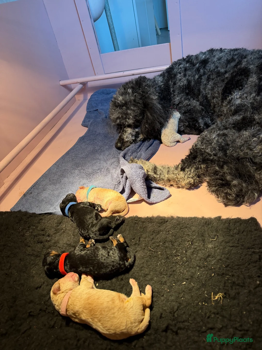 Poedel honden te koop: Prachtige poedel puppy’s  - Advertentie 3