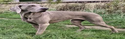 Weimarse Staande Hond korthaar honden te koop: Prachtige Weimaraner pups - Advertentie 6