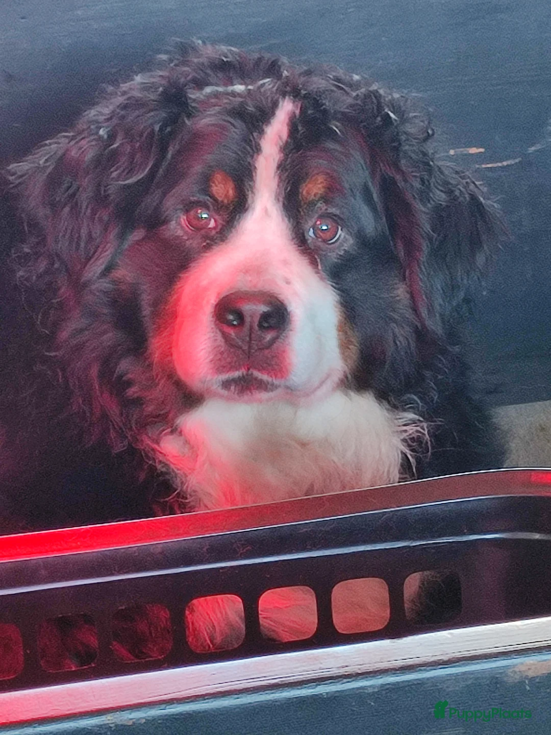 Berner Sennenhond honden te koop: Berner sennen - Advertentie 3