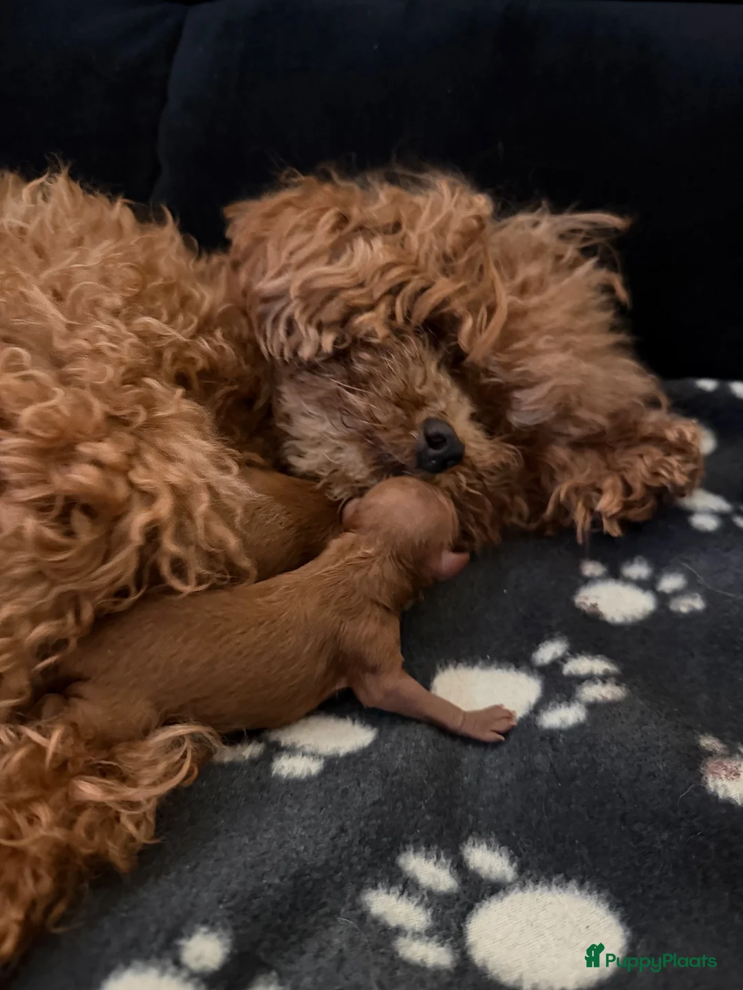 Poedel Toy honden te koop: Rode Asian toy poodle  - Advertentie 2