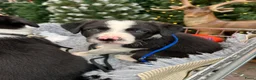 Border Collie honden te koop: Border collie puppy's in Oude Pekela - Advertentie 22