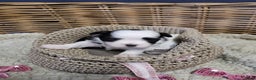 Malshi honden te koop: shih tsu boomer puppies - Advertentie 9