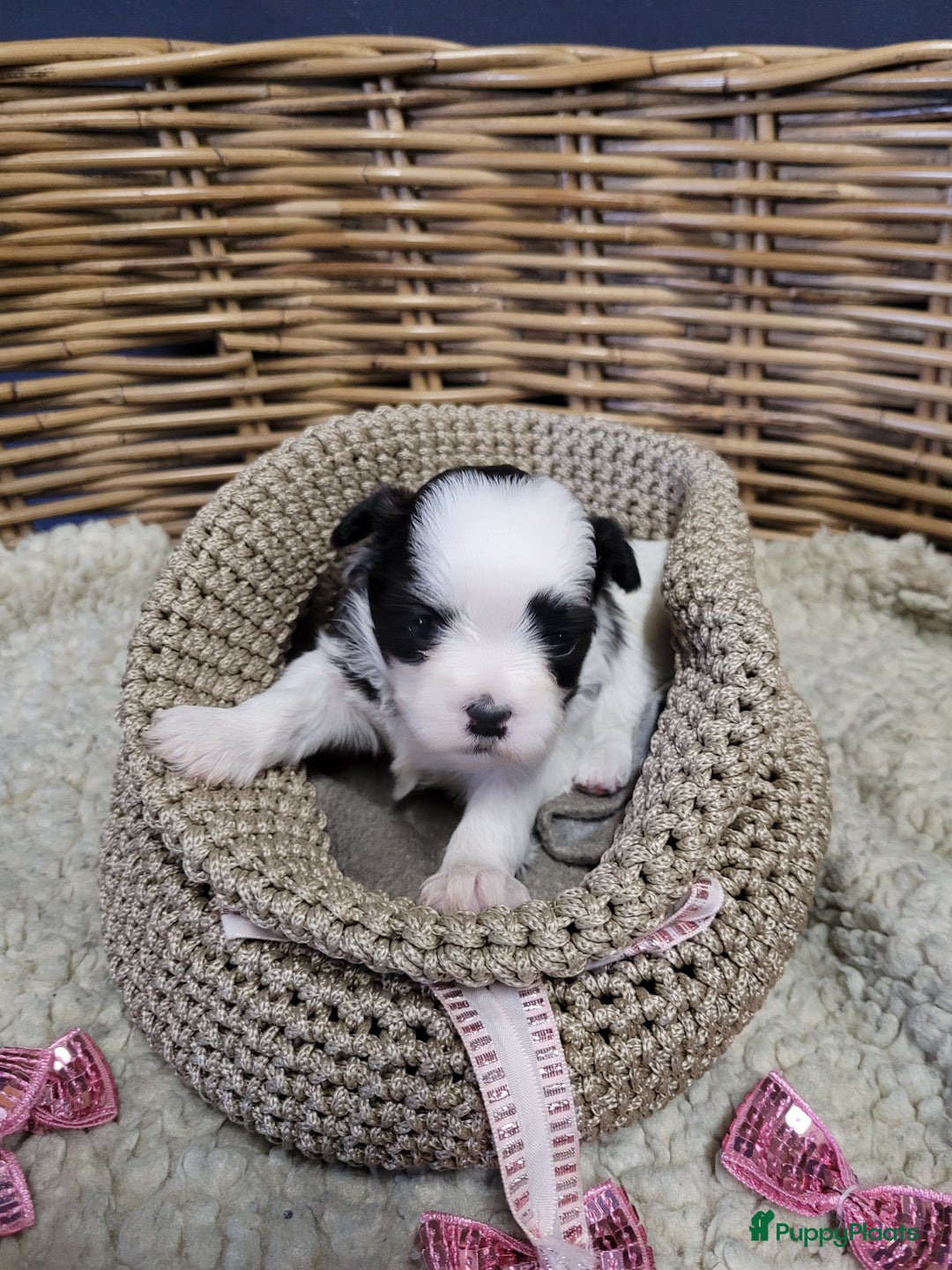 Malshi honden te koop: shih tsu boomer puppies - Advertentie 9