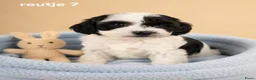 Boomer honden te koop: Mooie gezonde boomer pups. Maltezer maal shih tzu - Advertentie 3