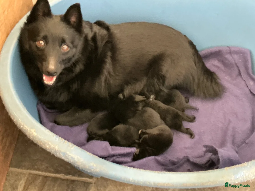 Schipperke honden te koop: U 2 cac in Schaijk - Advertentie 2