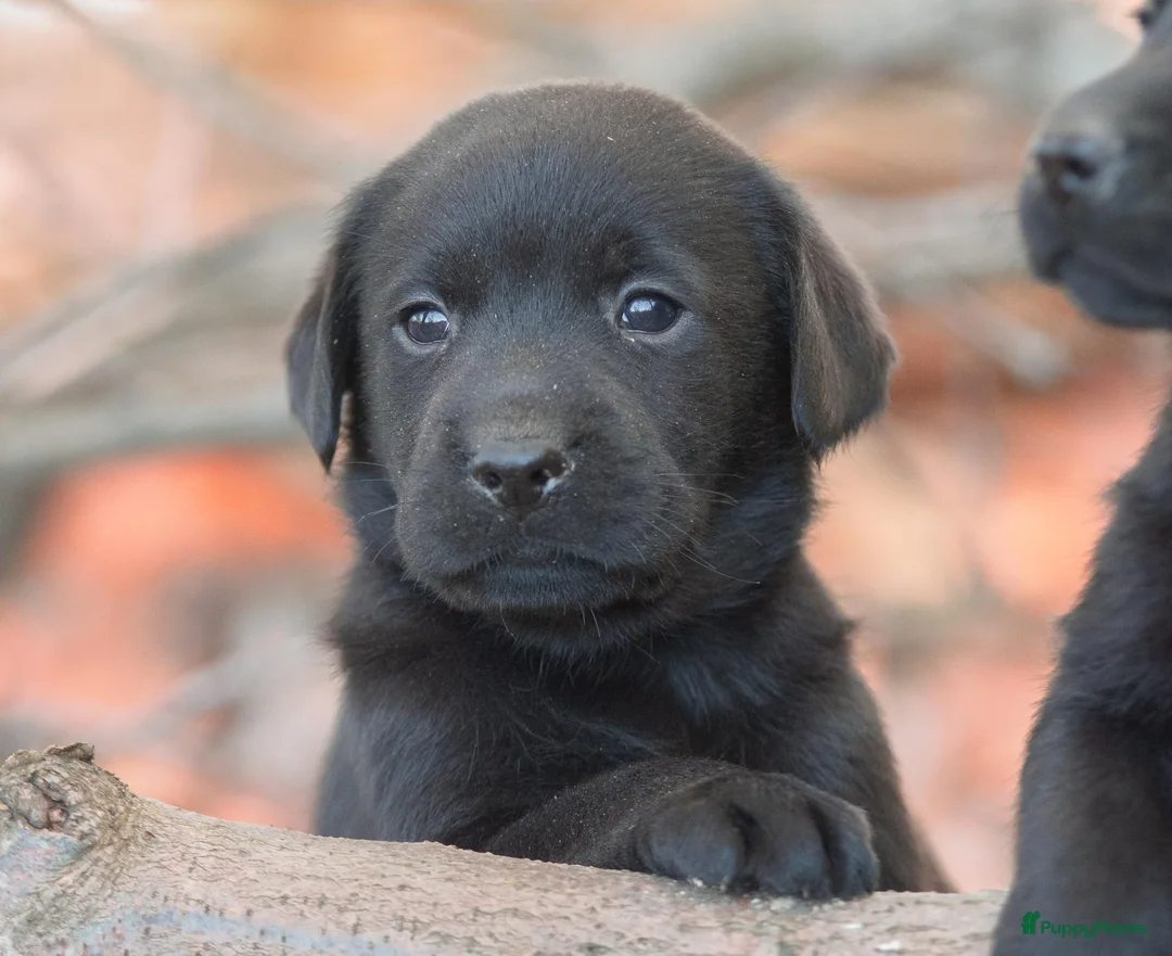 Labrador Retriever honden te koop: prachtige zwarte labrador pups - Advertentie 2