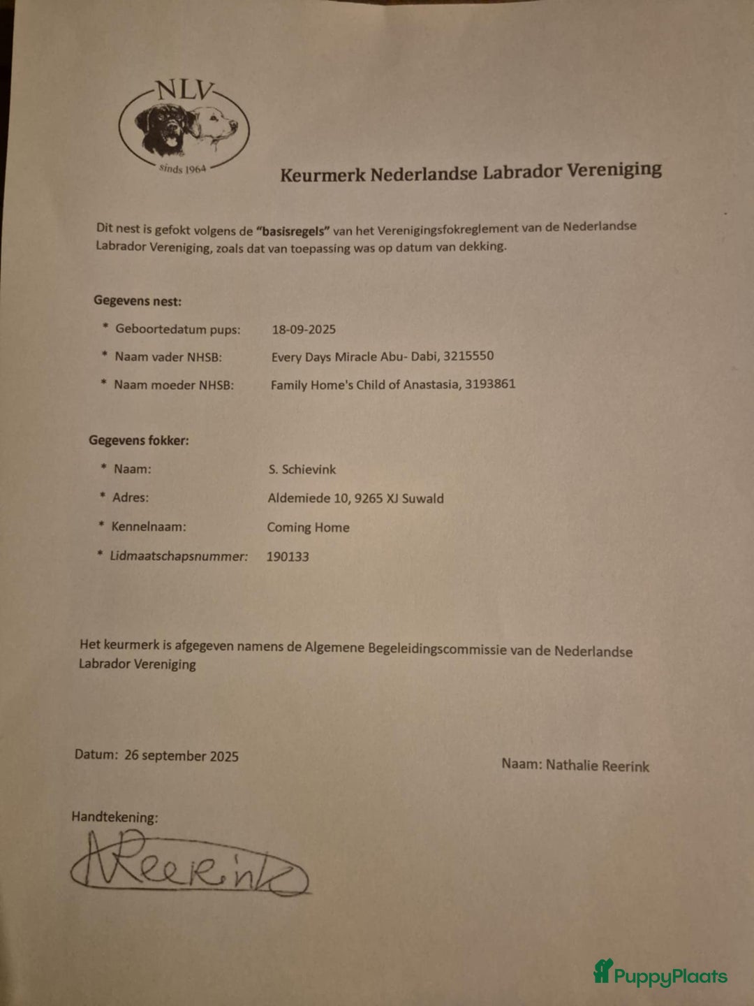 Labrador Retriever honden te koop: Authentieke Gele Labrador pups met Stamboom  - Advertentie 23