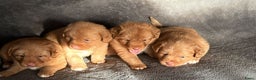 Nova Scotia Duck Tolling Retriever honden te koop: mooie pups nova scotia duck toller retriever - Advertentie 3
