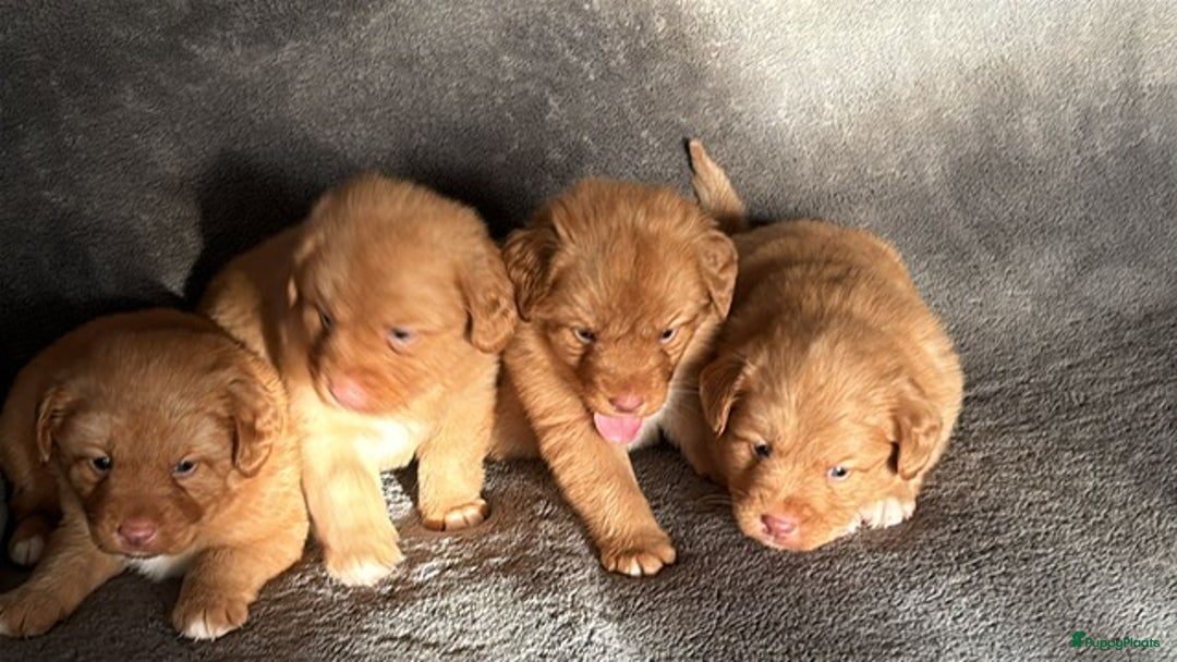 Nova Scotia Duck Tolling Retriever honden te koop: mooie pups nova scotia duck toller retriever - Advertentie 3