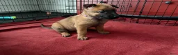 Mechelse Herder honden te koop: 2 Mechelse herder teefjes beschikbaar - Advertentie 5