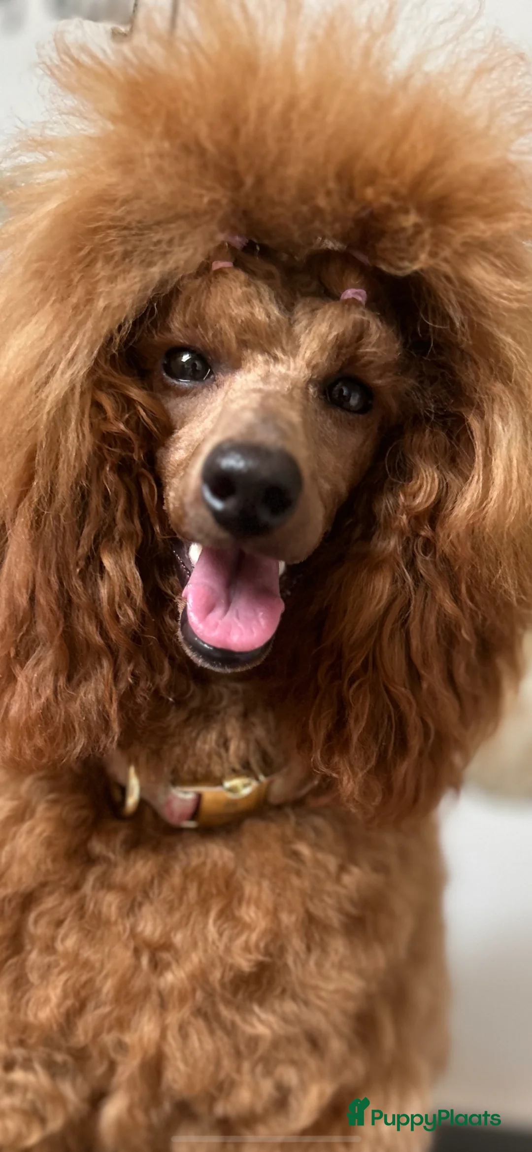 Dwergpoedel honden te koop: Dwergpoedel pups – FCI/RVB stamboom - Advertentie 1