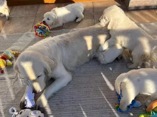 Golden Retriever honden Golden retriever pups - Advertentie 2