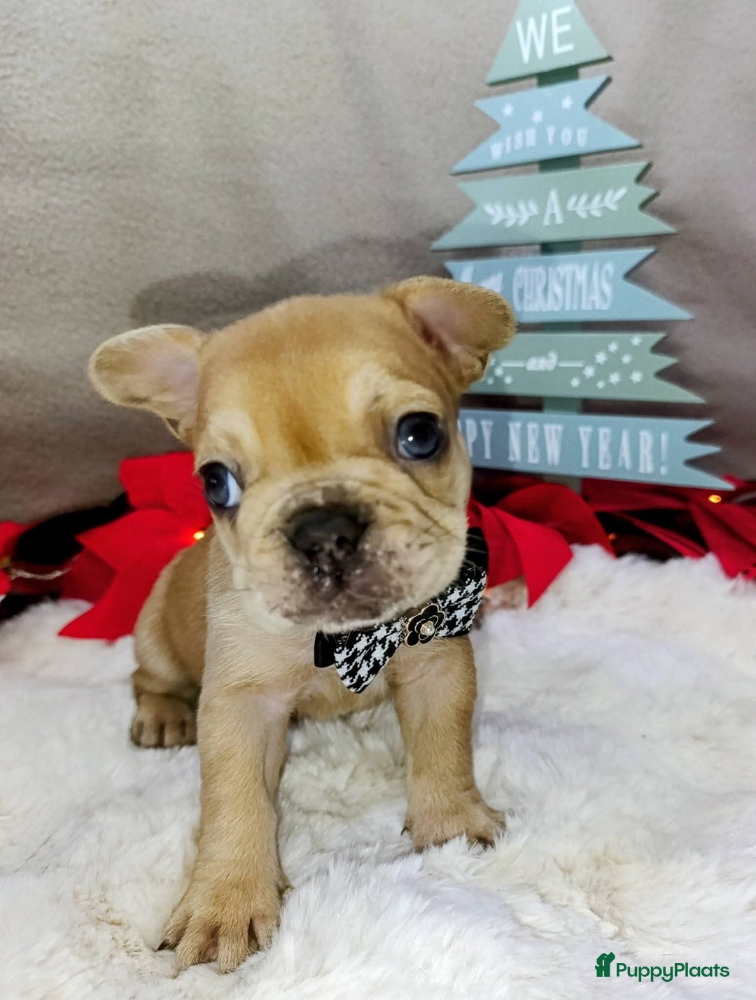 Franse Bulldog honden te koop: Franse bulldog pups België  - Advertentie 8