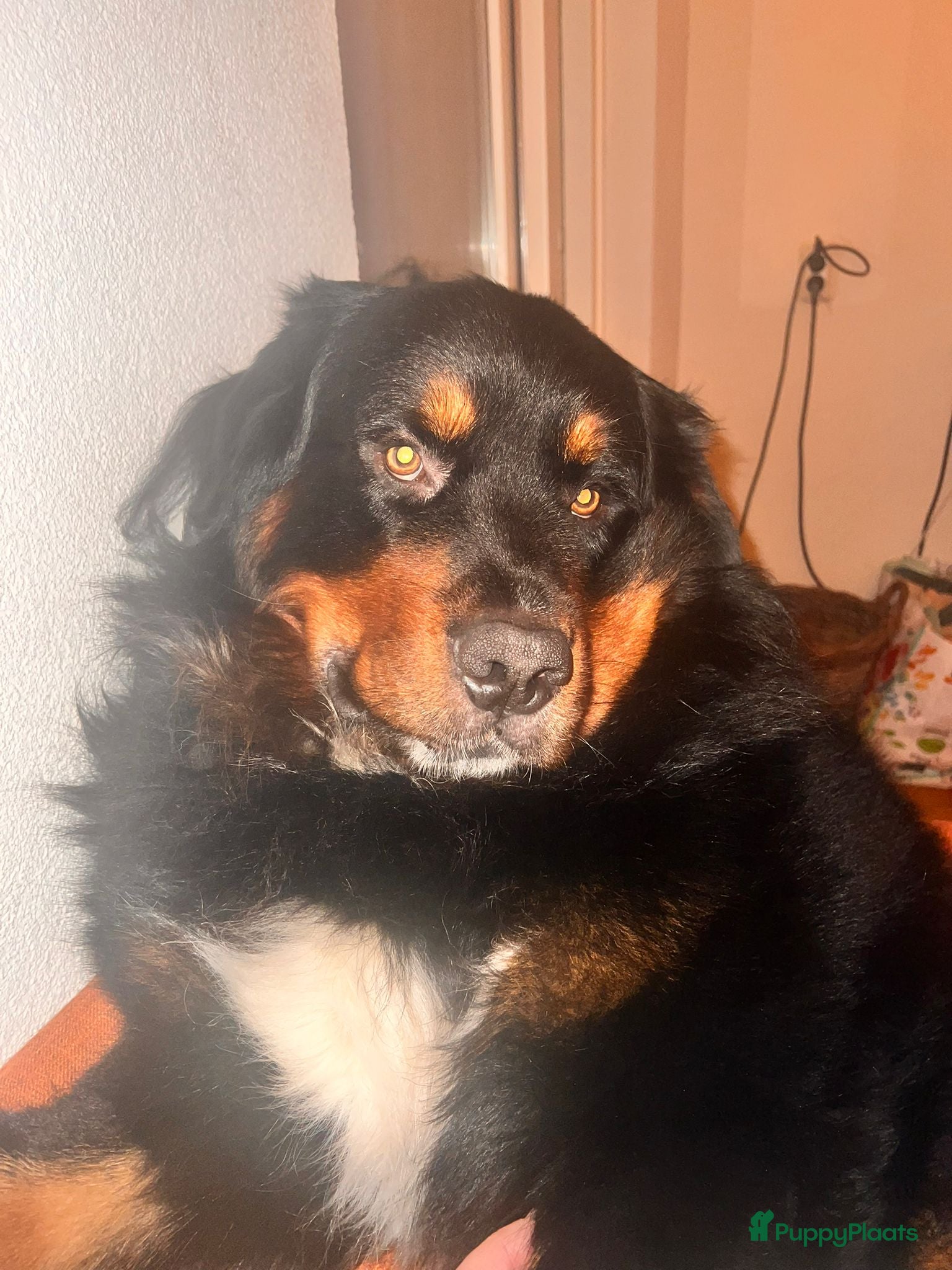 Berner Sennenhond honden Boulab Berner Senner 75% x 25% labrador - Advertentie 1