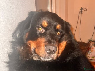 Berner Sennenhond honden Boulab Berner Senner 75% x 25% labrador - Advertentie 14