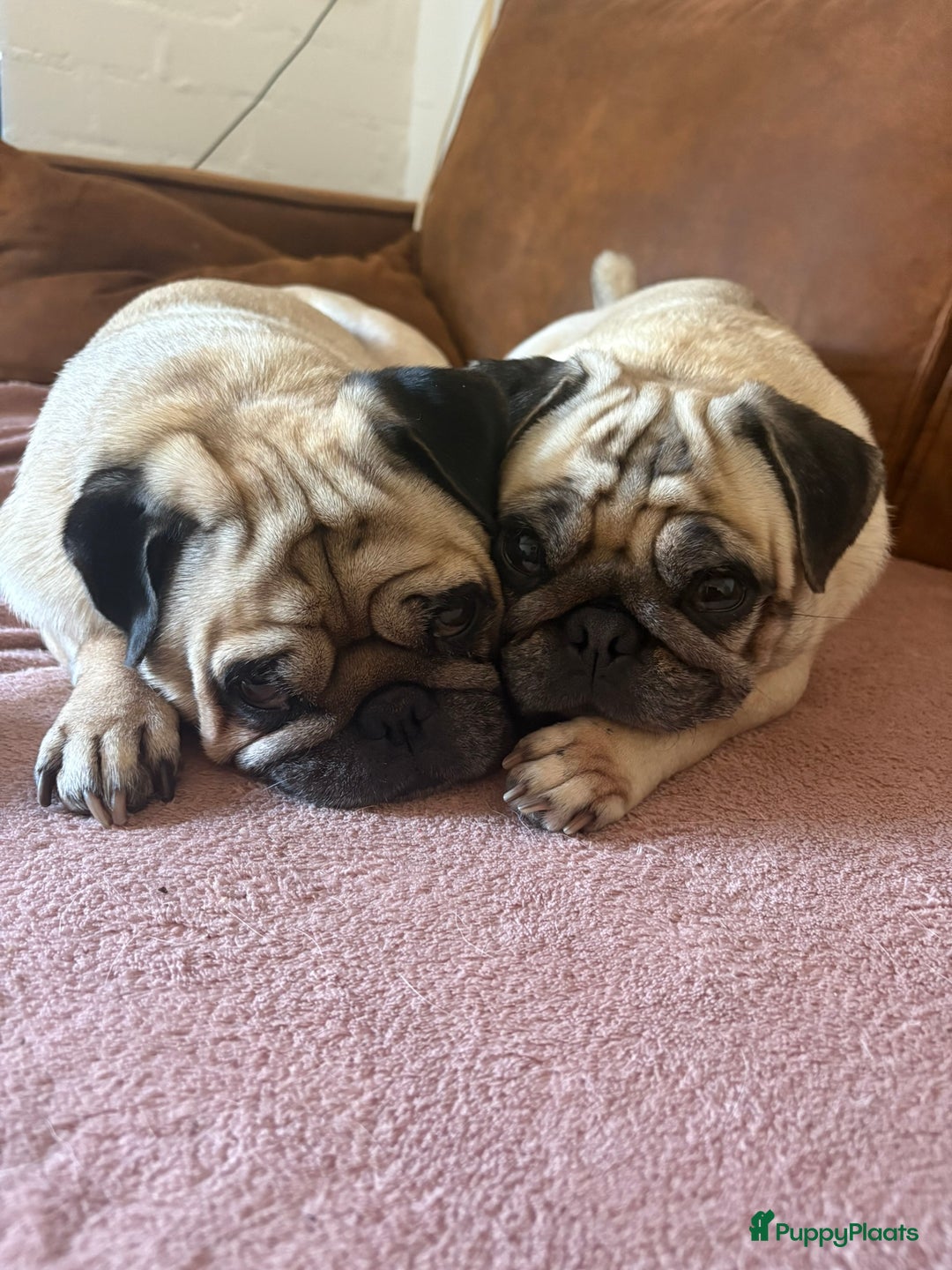 Mopshond honden te koop: Mopshond pups - Advertentie 1