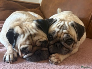 Mopshond honden te koop: Mopshond pups - Advertentie 1