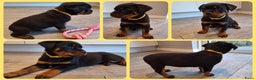 Rottweiler honden te koop: Prachtige Rottweiler pups met STAMBOOM en GARANTIE - Advertentie 2