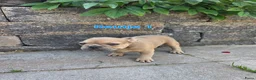 Franse Bulldog honden te koop: Mooie franse bulldog pups mogen nestje verlaten  - Advertentie 14